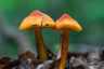 Feketedő nedűgomba (Hygrocybe conica), Budai-hegység